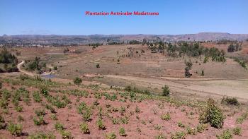 pepinieres huile essentielle madagascar madatrano