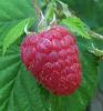 Framboises Huile parfumee 